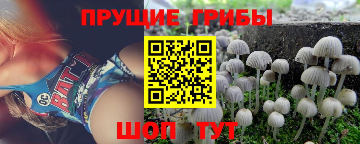 Псилоцибиновые грибы Psilocybine cubensis Великий Новгород